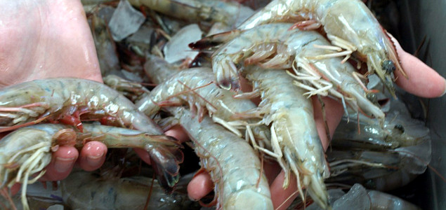 Closed-Loop, Organic Shrimp Farm Could Create Sea Change for Domestic Shrimp Industry