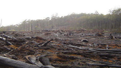 Danone, Unilever Among 6 Major Companies With Comprehensive Deforestation Policies