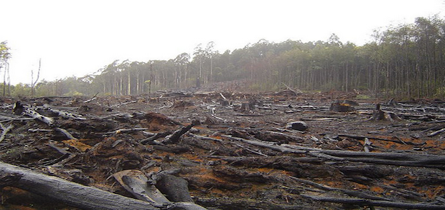 Danone, Unilever Among 6 Major Companies With Comprehensive Deforestation Policies