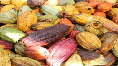 Mars and Fairtrade Extend Sustainable Cocoa Partnership for UK and Ireland