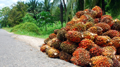 RSPO Cleans House of Companies Failing to Meet Standards; NGOs Applaud