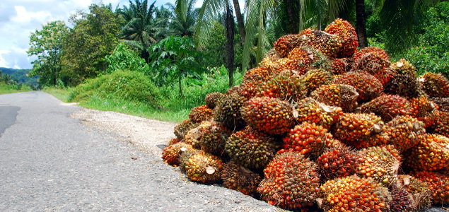 RSPO Cleans House of Companies Failing to Meet Standards; NGOs Applaud