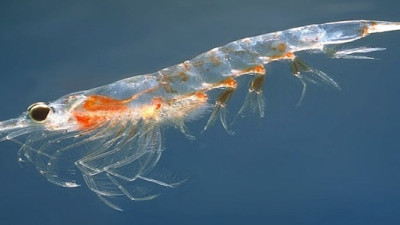 UK Researchers Make Cheap Solar Cells From Shrimp Shells