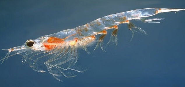 UK Researchers Make Cheap Solar Cells From Shrimp Shells