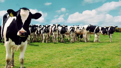 Trending: NGOs Prompt Sweeping Improvements to Animal Welfare in the Dairy Supply Chain