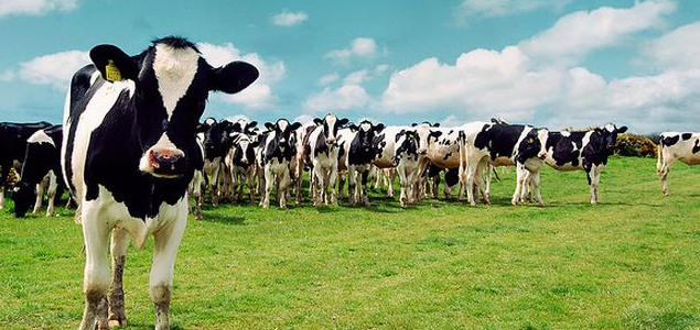 Trending: NGOs Prompt Sweeping Improvements to Animal Welfare in the Dairy Supply Chain