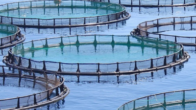 Sustainable Aquaculture Innovations Transform Global Fisheries and Address Supply Challenges