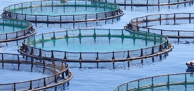 Sustainable Aquaculture Innovations Transform Global Fisheries and Address Supply Challenges