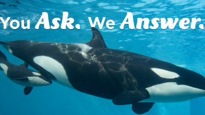 SeaWorld Launches Transparency Campaign in Wake of 'Blackfish' Fallout