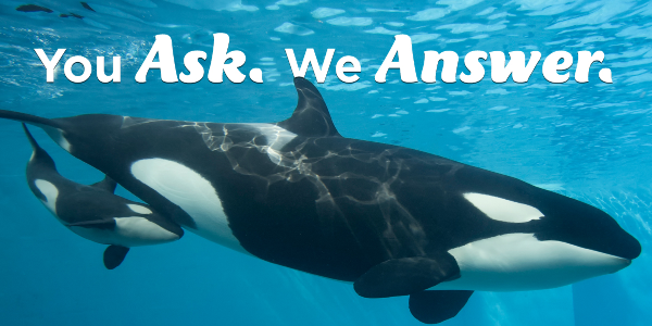 SeaWorld Launches Transparency Campaign in Wake of 'Blackfish' Fallout