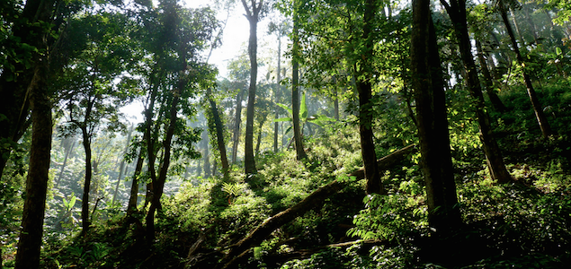 SCS Global Services Certifies One of the Largest Forest Areas in South Asia Under FSC Standard