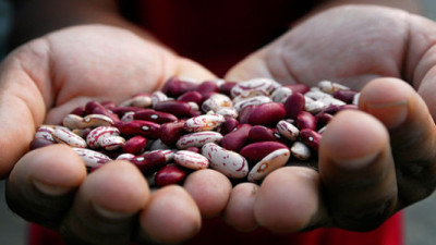 Discovery of 'Heat-Beater Beans' Could Safeguard Vital Crop from Climate Change