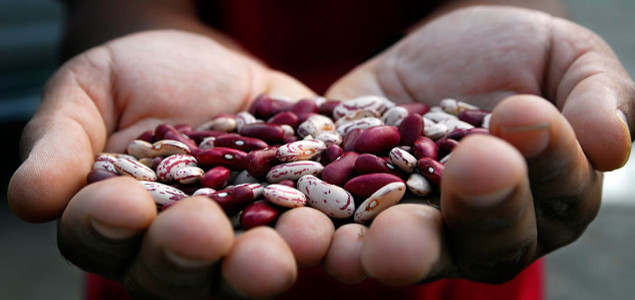 Discovery of 'Heat-Beater Beans' Could Safeguard Vital Crop from Climate Change