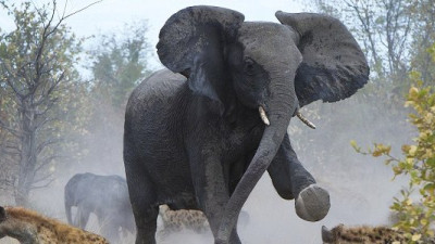 Context, Business Risk & Stampeding Black Elephants