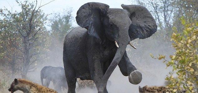 Context, Business Risk & Stampeding Black Elephants