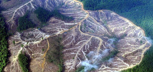 Paper: Definition, Focus, Accountability Needed to Turn Deforestation Commitments Into Action