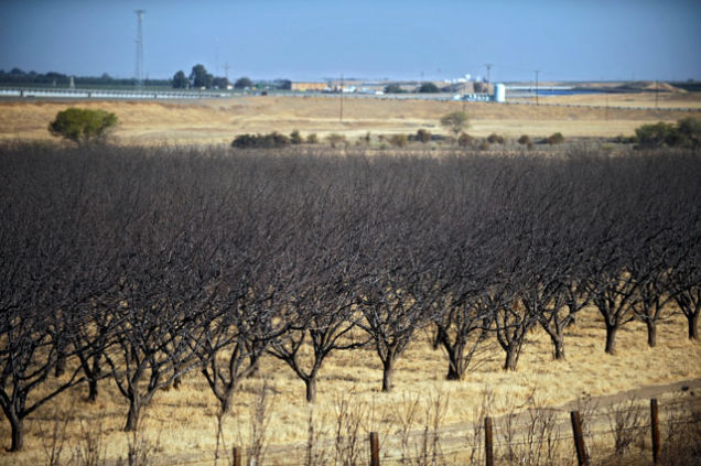 Food Companies Have Opportunity to Show More Responsibility During California’s Drought Crisis