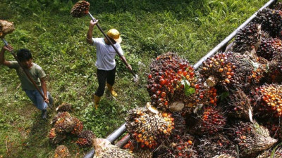 Mars, J&J, P&G and a Dozen Other Consumer Brands Join Investors in Pressing RSPO for Stricter Standards