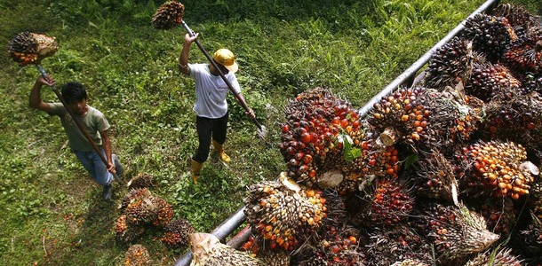 Mars, J&J, P&G and a Dozen Other Consumer Brands Join Investors in Pressing RSPO for Stricter Standards