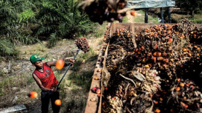 FDA Bans Trans Fats: What Does This Mean for Palm Oil Consumption in the US?