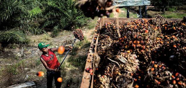 FDA Bans Trans Fats: What Does This Mean for Palm Oil Consumption in the US?