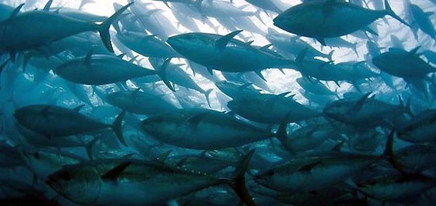 Top Mexican Companies Will Abstain from Fishing Pacific Bluefin Tuna Until 2020