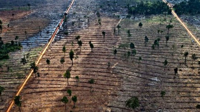 The Business Case for Zero Deforestation