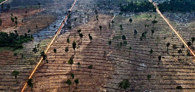 The Business Case for Zero Deforestation