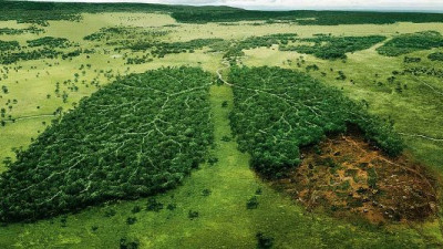 WWF, Unilever Partnering to Engage Consumers on Deforestation, Help Protect 1M Trees