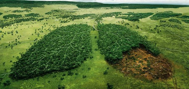 WWF, Unilever Partnering to Engage Consumers on Deforestation, Help Protect 1M Trees