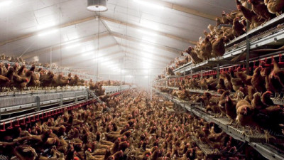 General Mills Commits to 100% Cage-Free Eggs in the U.S.
