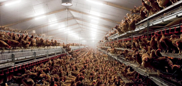 General Mills Commits to 100% Cage-Free Eggs in the U.S.