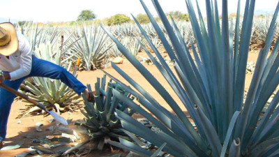 Scientists Looking to Agave, Other Succulents as Model for Engineering Drought-Resistant Plants