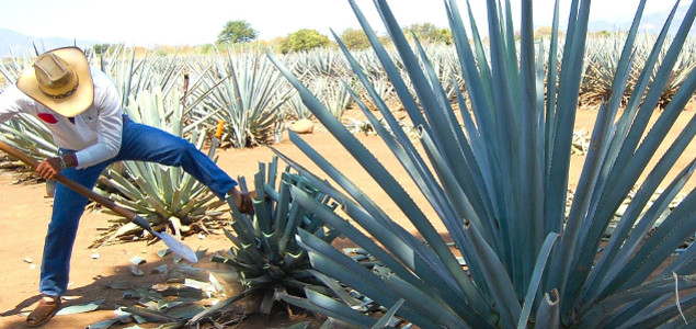 Scientists Looking to Agave, Other Succulents as Model for Engineering Drought-Resistant Plants