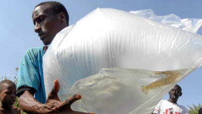 Prawns Found to Be Win-Win-Win Solution to Spread of Deadly Parasite in West Africa