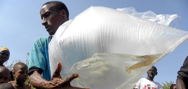 Prawns Found to Be Win-Win-Win Solution to Spread of Deadly Parasite in West Africa