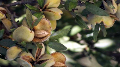 Study: Almond Industry on Its Way to Carbon Neutrality Through Byproduct Reuse, Irrigation Management