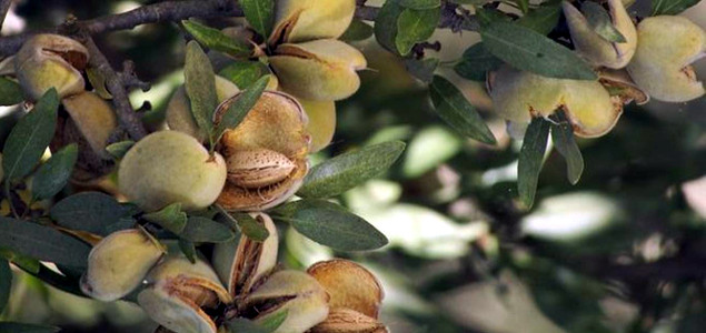 Study: Almond Industry on Its Way to Carbon Neutrality Through Byproduct Reuse, Irrigation Management