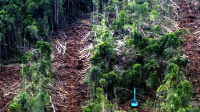 Asia Pulp & Paper Retiring Commercial Plantations to Protect Tropical Peatlands