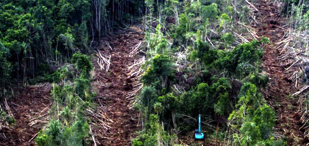 Asia Pulp & Paper Retiring Commercial Plantations to Protect Tropical Peatlands