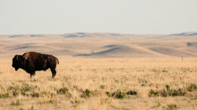 Patagonia Partners With Buffalo Ranchers to Restore Great Plains, Produce Sustainable Jerky
