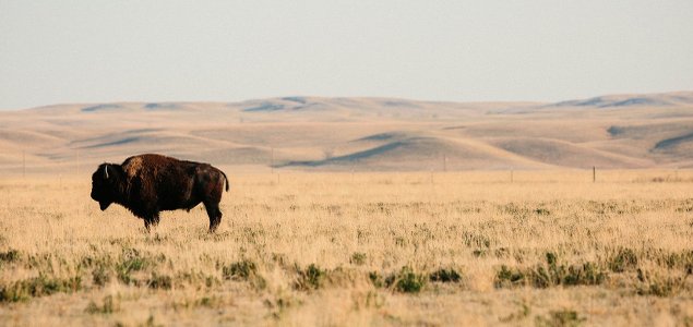 Patagonia Partners With Buffalo Ranchers to Restore Great Plains, Produce Sustainable Jerky