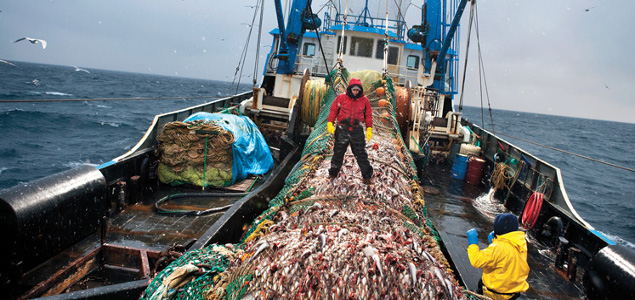 MSC Pilots Seafood Traceability Tool, Asks for Industry Feedback