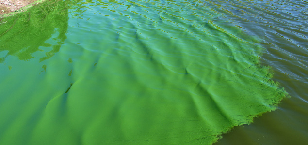 Could Genetically Modified Algae Replace Petroleum in Plastic?