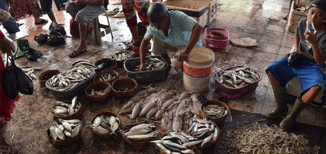 Plastic, Other Man-Made Fibers Found in a Quarter of Fish Sold at Markets