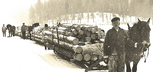 7 Things You Probably Didn’t Know About Sweden’s Forest Economy