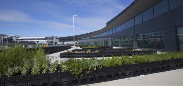 Farm-to-Air Fresh: JetBlue, TERRA Launch Blue Potato Farm at JFK Terminal 5