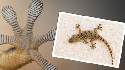 Ford, P&G Looking to Gecko for Adhesive Innovations