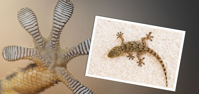 Ford, P&G Looking to Gecko for Adhesive Innovations