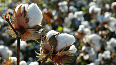 IKEA Says 100% of Its Cotton Now Comes from More Sustainable Sources